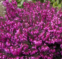 Erica carnea 'Tanja'