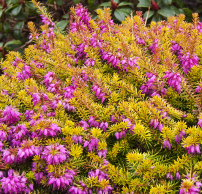 Erica carnea 'Whiskey'