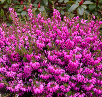 Erica carnea 'Winterfreude'