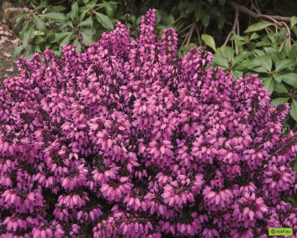 Erica carnea 'Wintersonne'