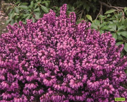 Erica carnea 'Wintersonne'