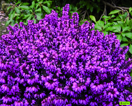 Erica carnea 'Wintersonne'