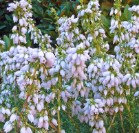 Erica cinerea 'Alba Major'