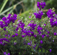 Erica cinerea 'Dave'