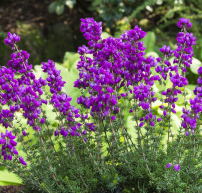 Erica cinerea 'Roter Kobold'