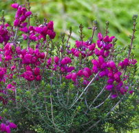 Erica cinerea 'Tobi'