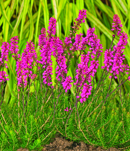 Erica spiculifolia 'Branka'