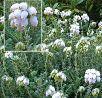 Erica tetralix 'Alba'