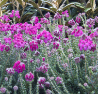 Erica tetralix 'Con Underwood'