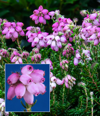 Erica tetralix 'Tina'