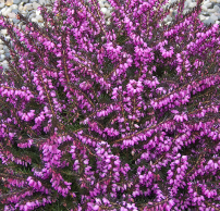 Erica x darleyensis 'Kramer's Rote'