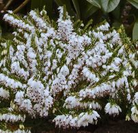 Erica x darleyensis 'Snow surprise'®