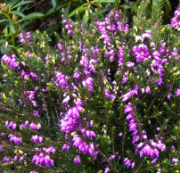 Erica x darleyensis 'Spring Surprise'®