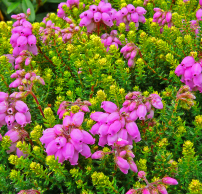 Erica x stuartii 'Irish Orange'