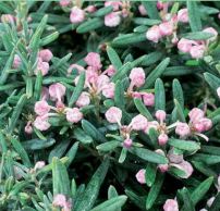 Andromeda polifolia 'Blue Ice'