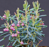 Andromeda polifolia 'Blue Lagoon'