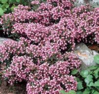 Andromeda polifolia 'Nikko'