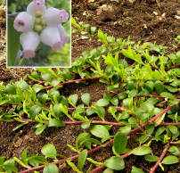 Arctostaphylos uva-ursi