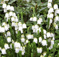 Cassiope 'Edinburgh'