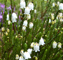 Cassiope 'Cross Branklyn'