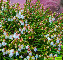 Cassiope 'Medusa'