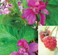 Rubus stellarcticus 'Linda'