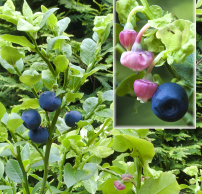 Vaccinium