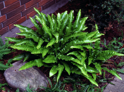 Asplenium scolopendrium (Hjortetunge)