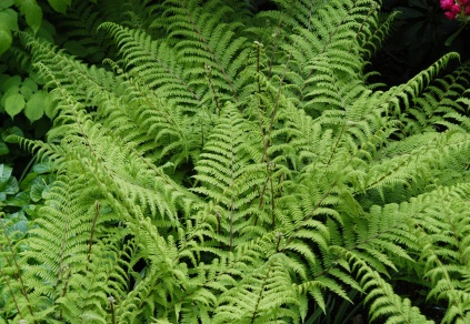 Athyrium filix-femina ‘Lady in Red’ (Alm. fjerbregne)