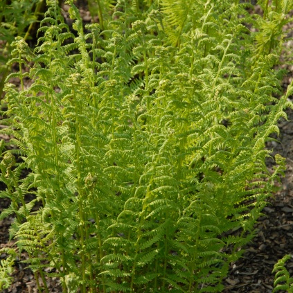 Athyrium filix-femina (Alm. fjerbregne)