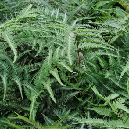 Athytium niponicum ‘Pewter Lace’ (Nipponfjerbregne)