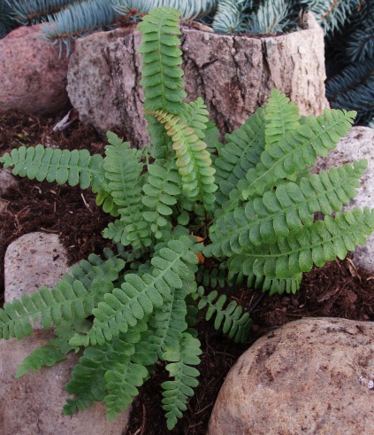 Blechnum penna-marina (Krybende kambregne)