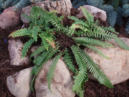 Blechnum spicant (Alm. kambregne)