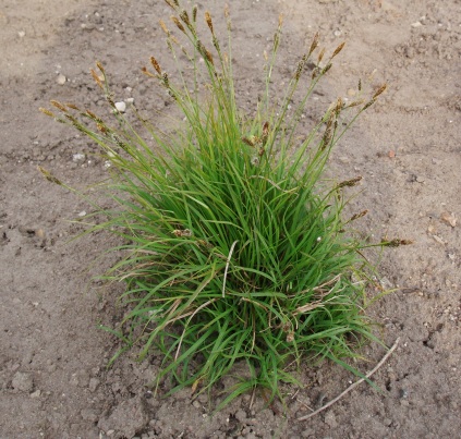 Carex caryophyllea 'The Beatles' (Vårstar)