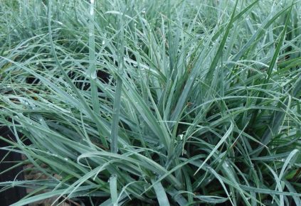 Carex flacca 'Blue Zinger' (Blå Star)