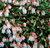 Cassiope lycopodioides 'Beatrice Lilley'