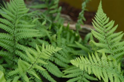 Dryopteris affinis (Guldskælmangeløv)