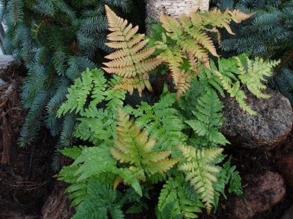 Dryopteris erythrosora (Rødslørmangeløv)