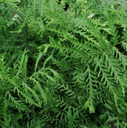 Dryopteris filix-mas ‘Lin. Polydactyla’ (Alm. mangeløv)