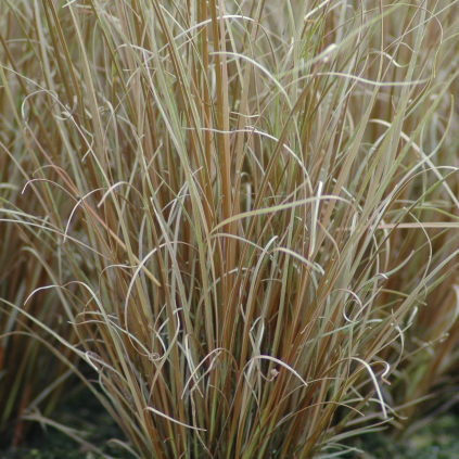 Carex buchananii 'Red Rooster' (Brun Star)