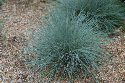 Festuca gautieri ‘Elijah Blue’ (Blå bjørnegræs)