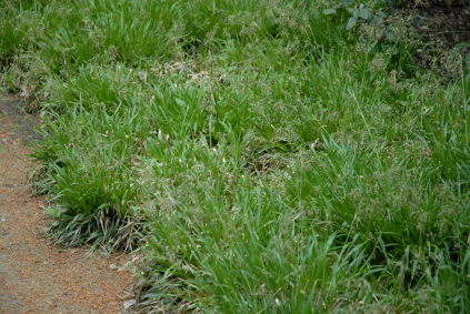 Luzula sylvatica 'Auslese' (Skovfrytle)