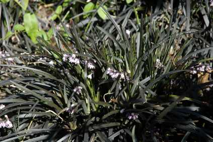 Ophiopogon planicapus 'Niger' (Slangeskæg)