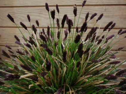 Sesleria heufleriana (Blåaks)