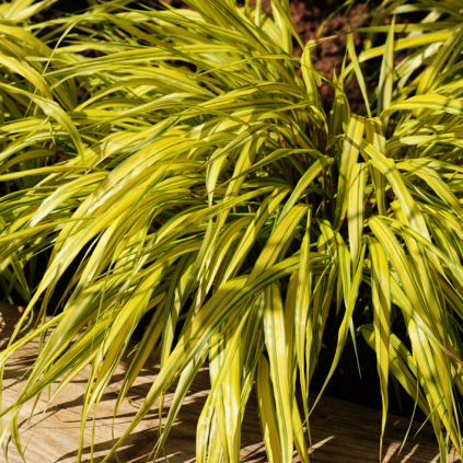 Hakonechloa macra ‘Aureola’ (Hakonegræs)