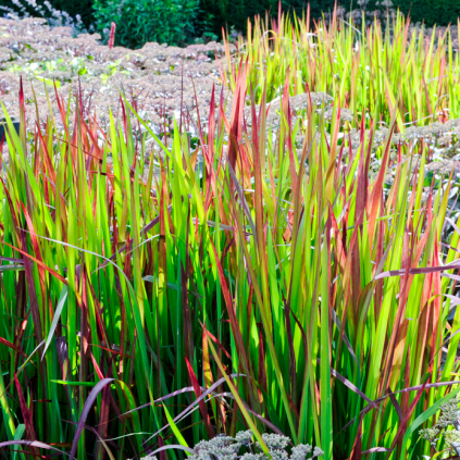 Imperata cylindrica ‘Red Baron’ (Japansk blodgræs)