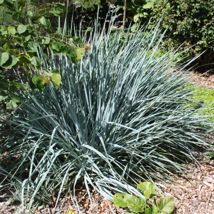 Leymus arenarius ‘Blue Dune’ (Marehalm)