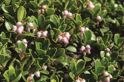 Arctostaphylos uva-ursi 'Massachusetts'