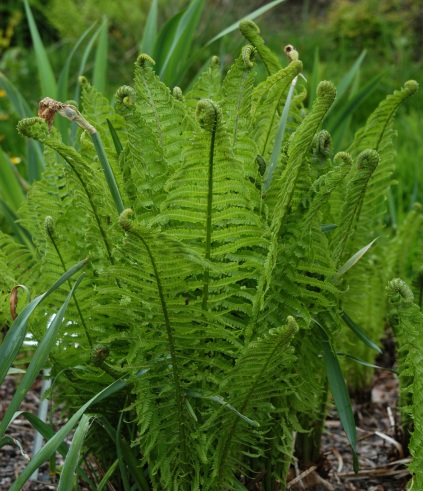 Matteuccia struthiopteris (Alm. strudsvinge)