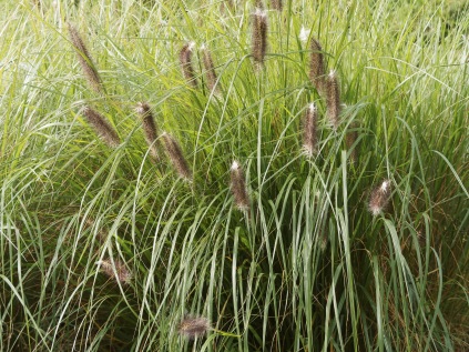 Pennisetum alopecuroides ‘Red Head’ (Lampepudsergræs)